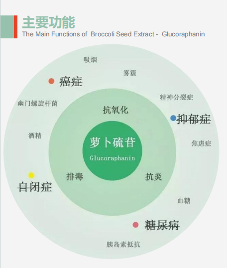 西蘭花種子水提物 蘿卜硫苷 蘿卜硫素